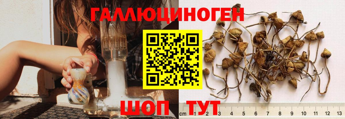 Галлюциногенные грибы Psilocybe Кондопога